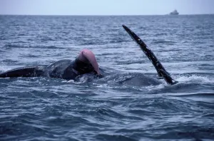 Penis: California Grey Whale - Courting / mating