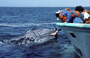 Stroking: California Grey whale - Friendly grey whale calf