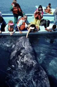 Stroking: California Grey Whale - Friendly whale behavior';
