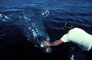 Stroking: California Grey whale - Friendly whale behavior