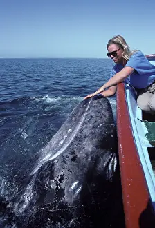 Stroking: California Grey Whale - Friendly whale behavior