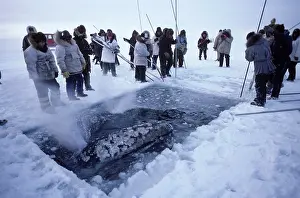 Rescues: California Grey whale - Grey whales trapped in ice