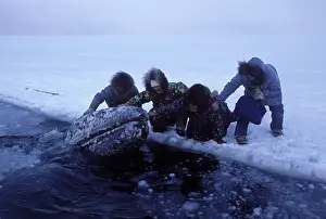 Rescues: California Grey whale - Grey whales trapped in ice