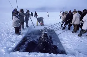 Rescues: California Grey whale - Grey whales trapped in ice near