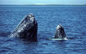 Hopping: California Grey Whale - mother and calf spy-hopping
