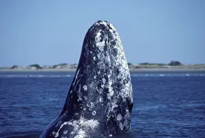 Hopping: California Grey Whale - Spy-hopping