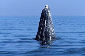 Hopping: California Grey Whale - Spy-hopping
