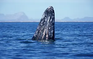 Hopping: California Grey Whale - Spy-hopping