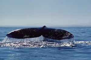 Raises: California Grey Whale - Tail. As the whale is diving