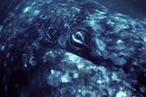 Examining: California Grey whale - Underwater close-up of