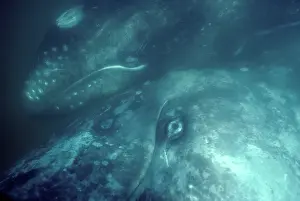 Alongside: California Grey whale - Underwater photo of a mother
