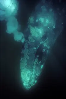 Moment: California Grey whale - underwater view of an adult