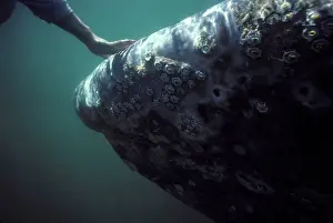 Stroking: California Grey whale - A whale watcher reaches