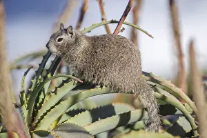 150617: California ground squirrel