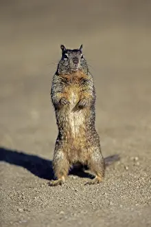 Citellus: California ground squirrel (Citellus beecheyi)