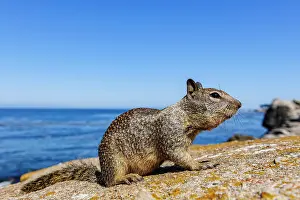 Spermophilus: California Ground Squirrel (Spermophilus beecheyi)