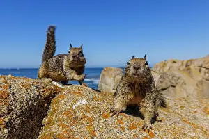 Spermophilus: California Ground Squirrels (Spermophilus beecheyi)