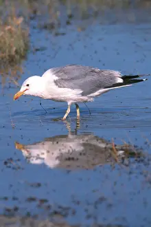 Californicus: California Gull