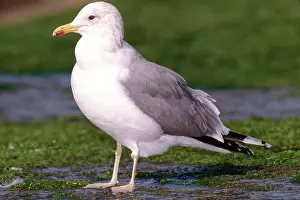 Californicus: California Gull