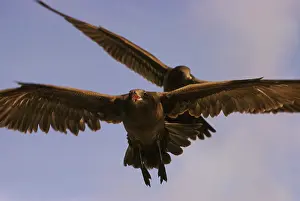 Californicus: California Gull