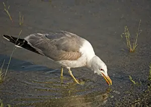 Californicus: California Gull - eating Alkali Flies, along the