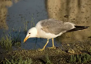 Californicus: California Gull - eating Alkali Flies along the