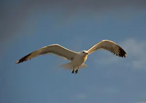 Californicus: California Gull - in flight