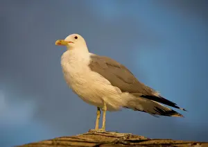 Californicus: California gull - perched in the evening sun
