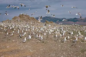 Californicus: California Gulls