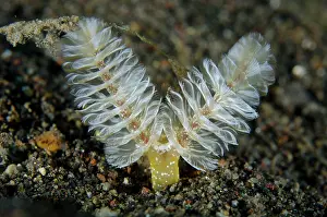 Worm: California Horseshoe Worm