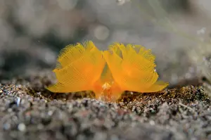 Filter: California Horseshoe Worm - Kubu, Tulamben, Karangasem Regen