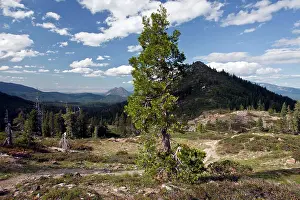 Shasta: California Incense-cedar - high above Lake Shasta