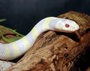 Kingsnake: California King Snake - albino