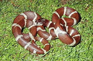 Kingsnake: California Kingsnake