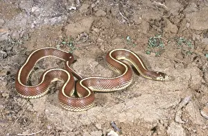 Kingsnake: California Kingsnake