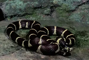 Kingsnake: California Kingsnake