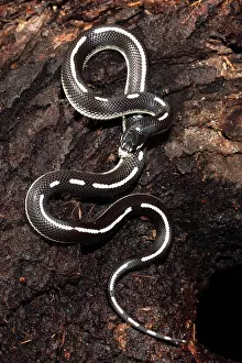 Kingsnake: California Kingsnake (aberrant phase)