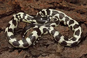 Kingsnake: California Kingsnake (aberrant phase)