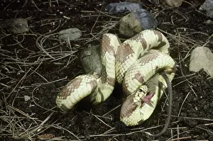 Kingsnake: California Kingsnake devouring mouse