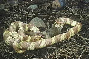 Kingsnake: California Kingsnake devouring mouse prey