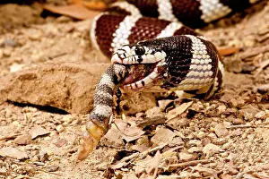 Kingsnake: California Kingsnake eating Western Diamondback