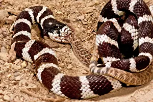 Kingsnake: California Kingsnake eating Western Diamondback