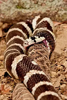 Kingsnake: California Kingsnake eating Western Diamondback