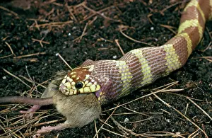Kingsnake: California Kingsnake Eats Mouse