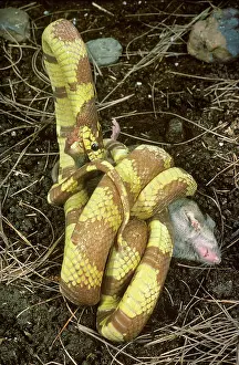 Kingsnake: California Kingsnake Eats Mouse