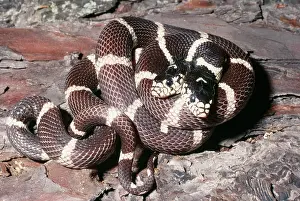 Kingsnake: California Kingsnake - with two heads