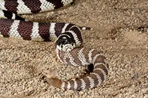 Kingsnake: California Kingsnake (Lampropeltis getula