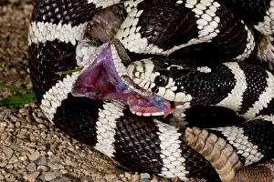 Kingsnake: California Kingsnake (Lampropeltis getula