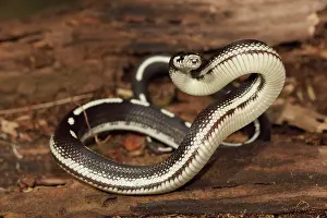 Kingsnake: California Kingsnake (striped phase)