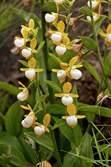 Cypripedium: California Lady's Slipper